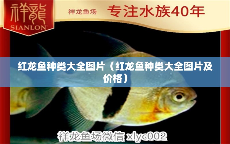 紅龍魚種類大全圖片（紅龍魚種類大全圖片及價(jià)格） 龍魚百科