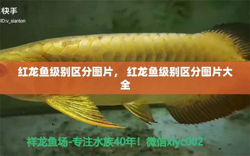 紅龍魚級別區(qū)分圖片， 紅龍魚級別區(qū)分圖片大全