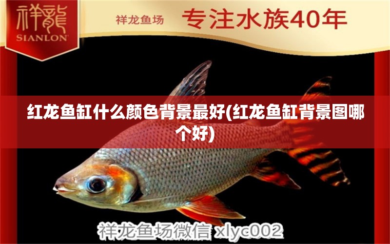 紅龍魚(yú)缸什么顏色背景最好(紅龍魚(yú)缸背景圖哪個(gè)好) 豹紋夫魚(yú)苗