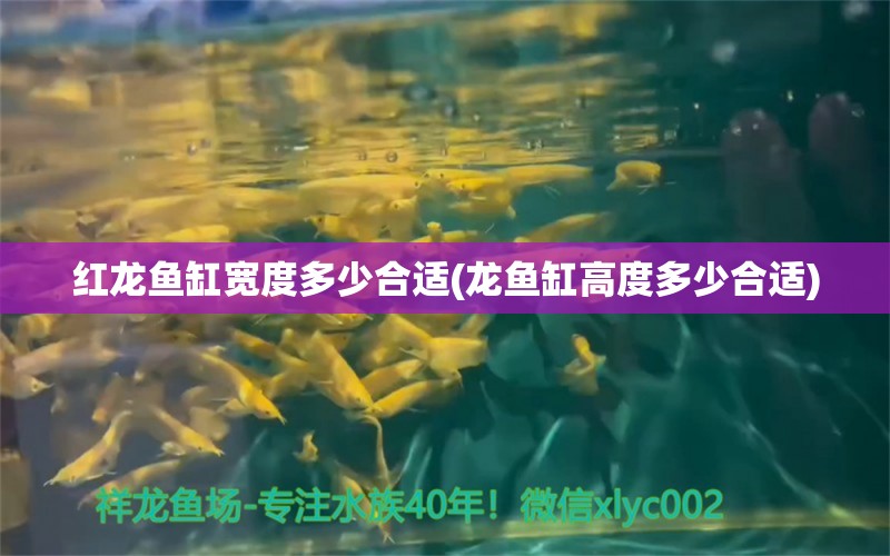 紅龍魚缸寬度多少合適(龍魚缸高度多少合適)