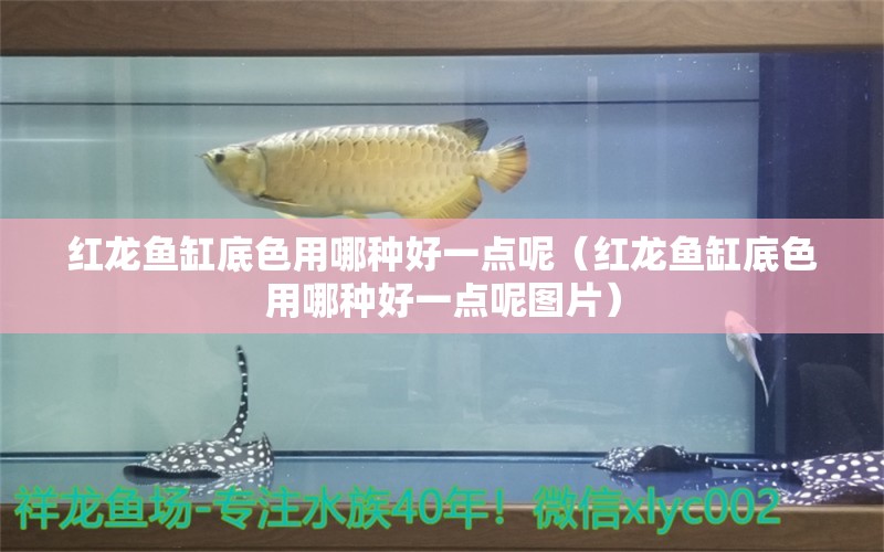 紅龍魚缸底色用哪種好一點呢（紅龍魚缸底色用哪種好一點呢圖片） 印尼紅龍魚