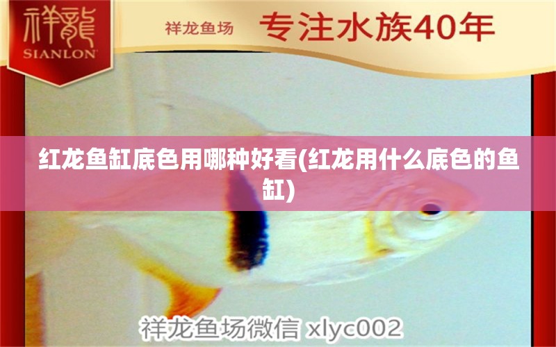 紅龍魚缸底色用哪種好看(紅龍用什么底色的魚缸)