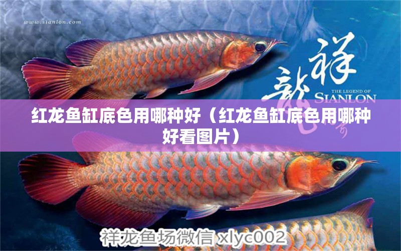 紅龍魚缸底色用哪種好（紅龍魚缸底色用哪種好看圖片） 印尼紅龍魚