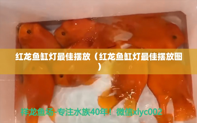 紅龍魚缸燈最佳擺放（紅龍魚缸燈最佳擺放圖）