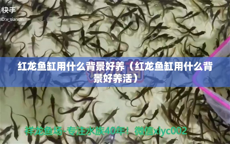 紅龍魚缸用什么背景好養(yǎng)（紅龍魚缸用什么背景好養(yǎng)活）