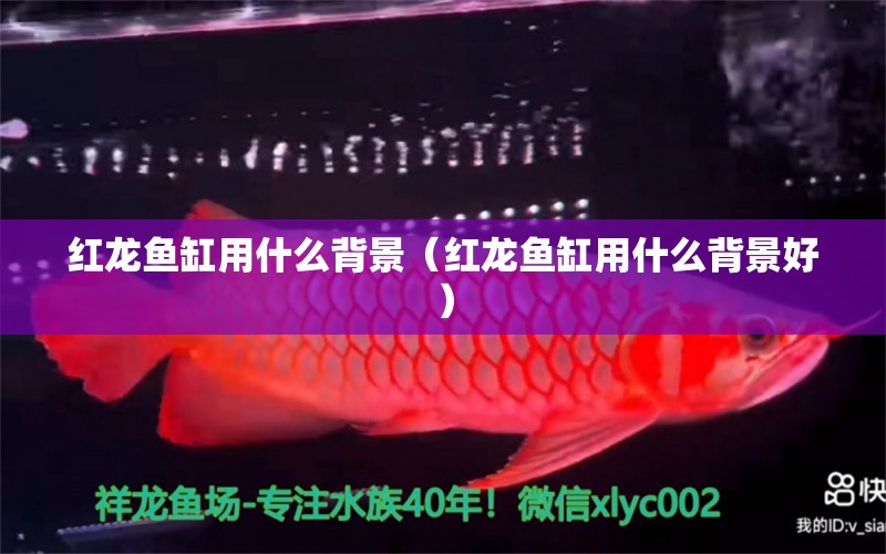 紅龍魚缸用什么背景（紅龍魚缸用什么背景好） 印尼紅龍魚