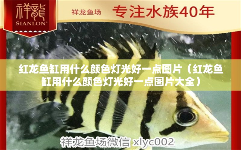 紅龍魚(yú)缸用什么顏色燈光好一點(diǎn)圖片（紅龍魚(yú)缸用什么顏色燈光好一點(diǎn)圖片大全） 印尼紅龍魚(yú)