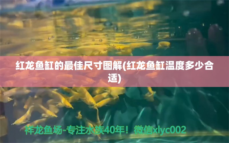 紅龍魚缸的最佳尺寸圖解(紅龍魚缸溫度多少合適) 紅眼黃化幽靈火箭魚|皇家火箭魚