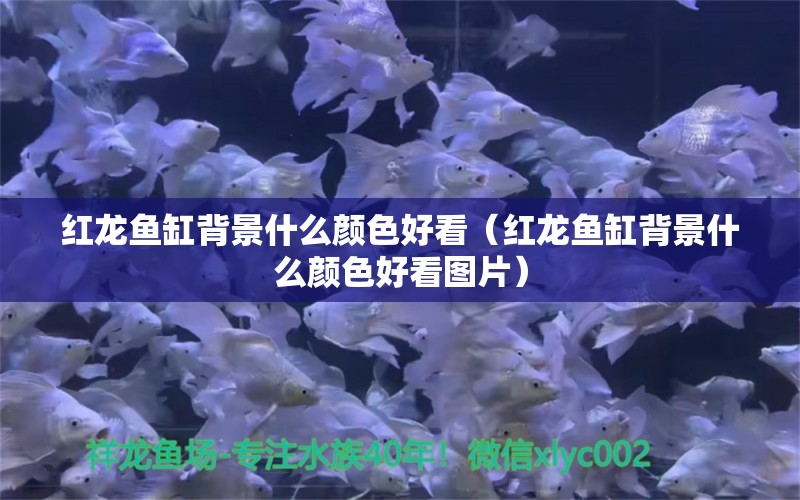 紅龍魚(yú)缸背景什么顏色好看（紅龍魚(yú)缸背景什么顏色好看圖片）