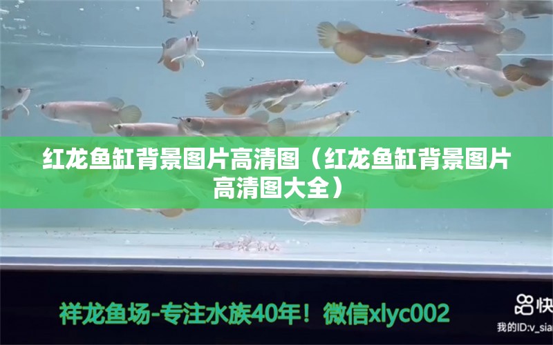 紅龍魚缸背景圖片高清圖（紅龍魚缸背景圖片高清圖大全）