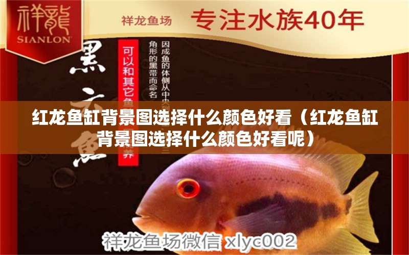 紅龍魚缸背景圖選擇什么顏色好看（紅龍魚缸背景圖選擇什么顏色好看呢）