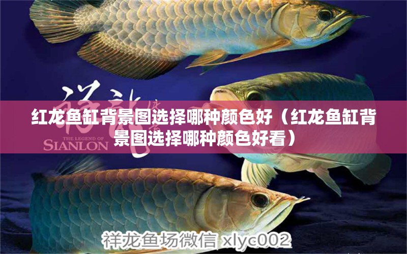 紅龍魚缸背景圖選擇哪種顏色好（紅龍魚缸背景圖選擇哪種顏色好看）