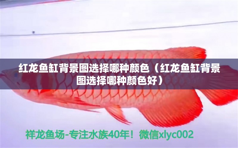 紅龍魚(yú)缸背景圖選擇哪種顏色（紅龍魚(yú)缸背景圖選擇哪種顏色好） 印尼紅龍魚(yú)