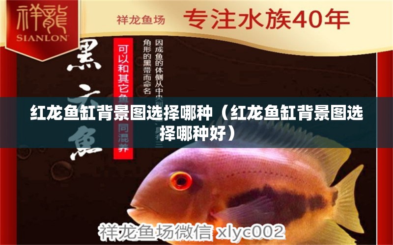 紅龍魚缸背景圖選擇哪種（紅龍魚缸背景圖選擇哪種好） 印尼紅龍魚