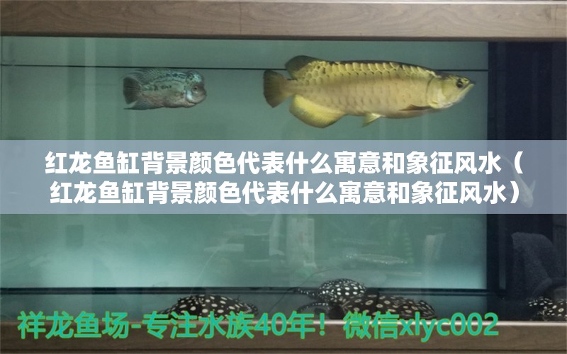 紅龍魚缸背景顏色代表什么寓意和象征風(fēng)水（紅龍魚缸背景顏色代表什么寓意和象征風(fēng)水）