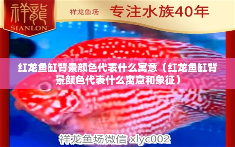 紅龍魚缸背景顏色代表什么寓意（紅龍魚缸背景顏色代表什么寓意和象征）