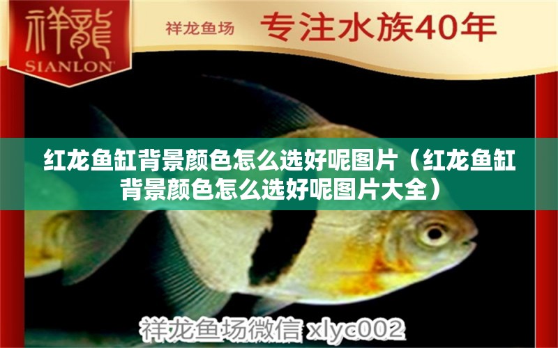 紅龍魚缸背景顏色怎么選好呢圖片（紅龍魚缸背景顏色怎么選好呢圖片大全）