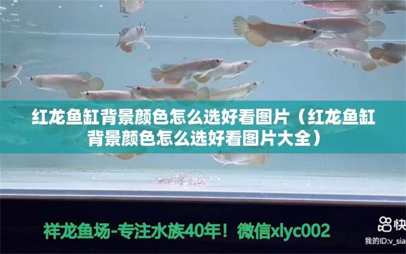 紅龍魚缸背景顏色怎么選好看圖片（紅龍魚缸背景顏色怎么選好看圖片大全）