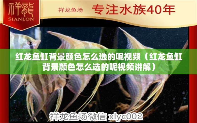 紅龍魚(yú)缸背景顏色怎么選的呢視頻（紅龍魚(yú)缸背景顏色怎么選的呢視頻講解）