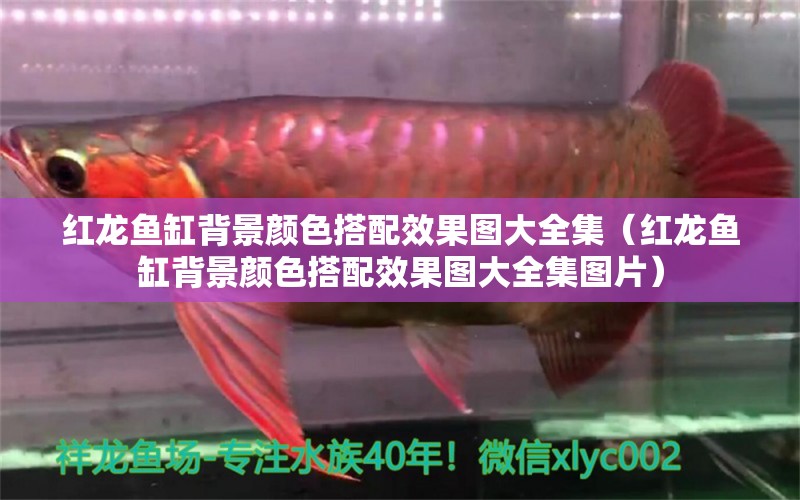 紅龍魚缸背景顏色搭配效果圖大全集（紅龍魚缸背景顏色搭配效果圖大全集圖片）