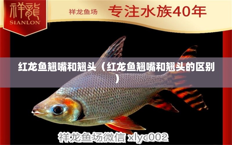 紅龍魚翹嘴和翹頭（紅龍魚翹嘴和翹頭的區(qū)別）