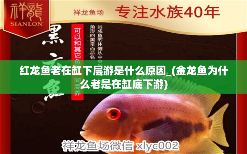 紅龍魚老在缸下層游是什么原因_(金龍魚為什么老是在缸底下游)