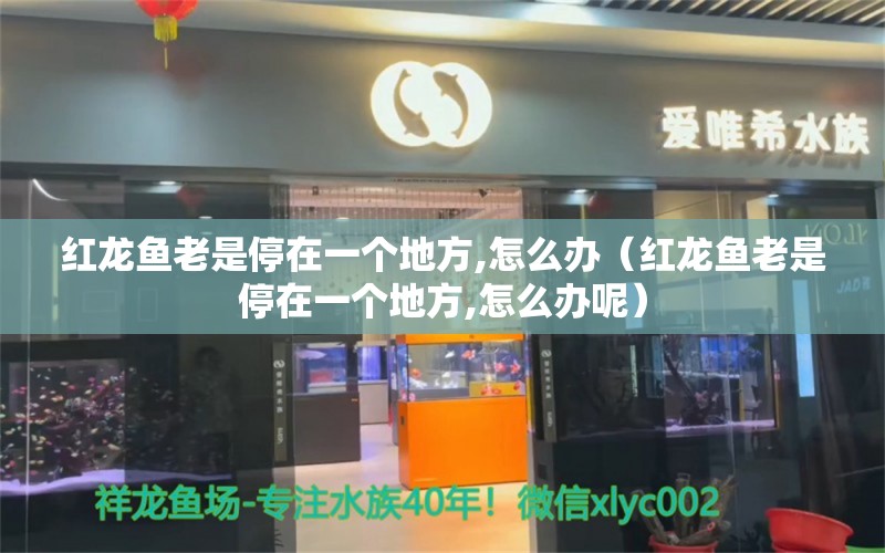 紅龍魚老是停在一個地方,怎么辦（紅龍魚老是停在一個地方,怎么辦呢）