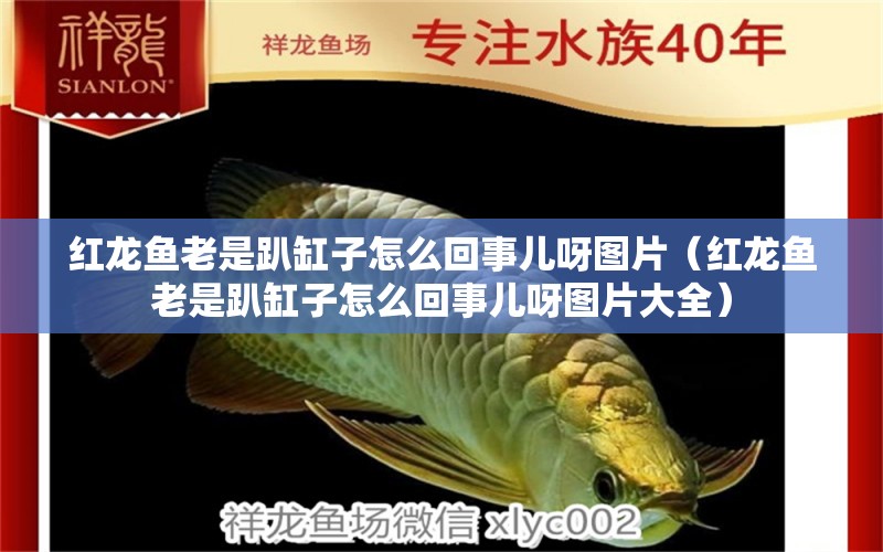 紅龍魚(yú)老是趴缸子怎么回事兒呀圖片（紅龍魚(yú)老是趴缸子怎么回事兒呀圖片大全） 印尼紅龍魚(yú)