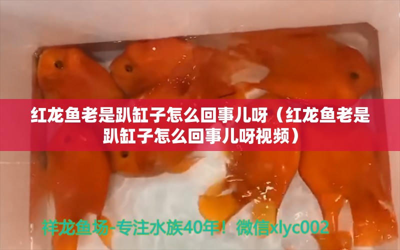 紅龍魚老是趴缸子怎么回事兒呀（紅龍魚老是趴缸子怎么回事兒呀視頻） 印尼紅龍魚