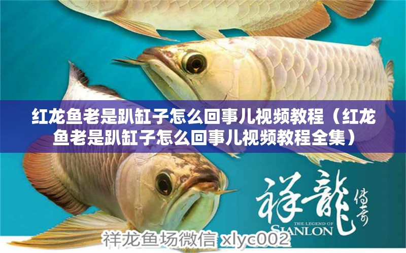 紅龍魚老是趴缸子怎么回事兒視頻教程（紅龍魚老是趴缸子怎么回事兒視頻教程全集）