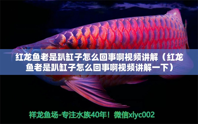 紅龍魚老是趴缸子怎么回事啊視頻講解（紅龍魚老是趴缸子怎么回事啊視頻講解一下） 印尼紅龍魚