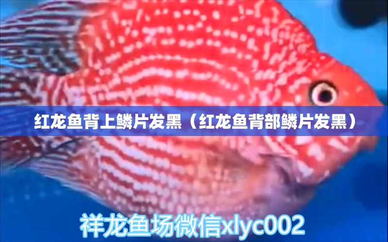 紅龍魚背上鱗片發(fā)黑（紅龍魚背部鱗片發(fā)黑） 祥龍傳奇品牌魚缸