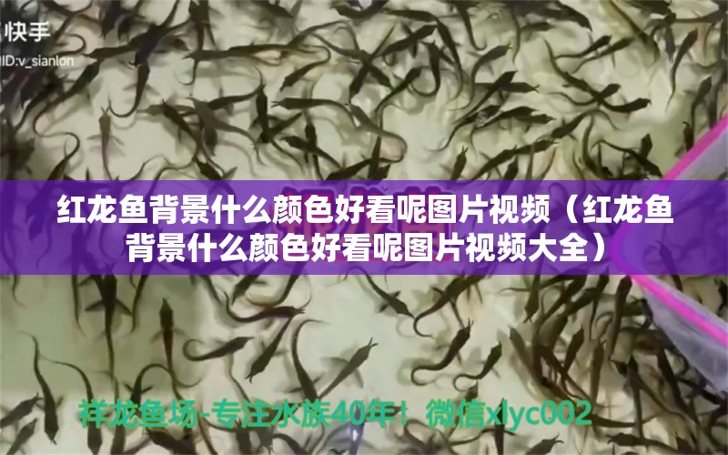 紅龍魚(yú)背景什么顏色好看呢圖片視頻（紅龍魚(yú)背景什么顏色好看呢圖片視頻大全）