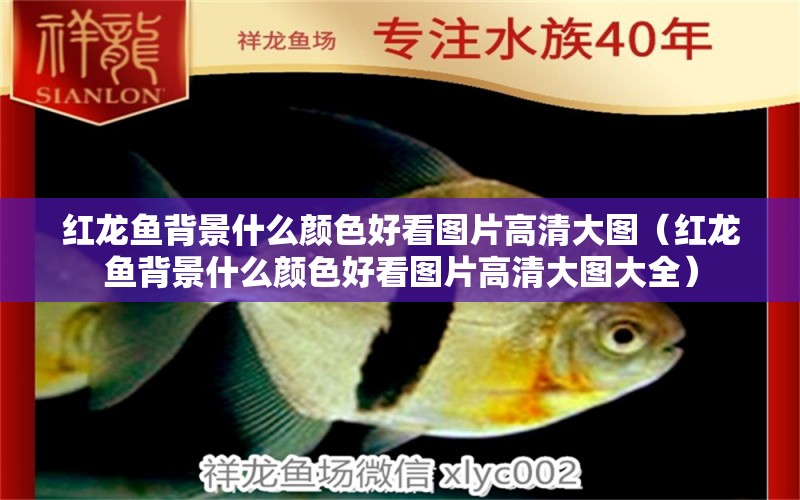 紅龍魚(yú)背景什么顏色好看圖片高清大圖（紅龍魚(yú)背景什么顏色好看圖片高清大圖大全）