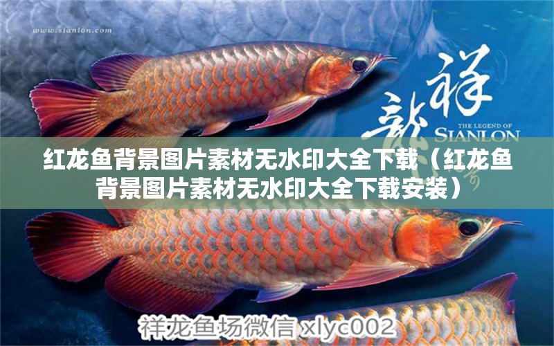 紅龍魚背景圖片素材無水印大全下載（紅龍魚背景圖片素材無水印大全下載安裝）