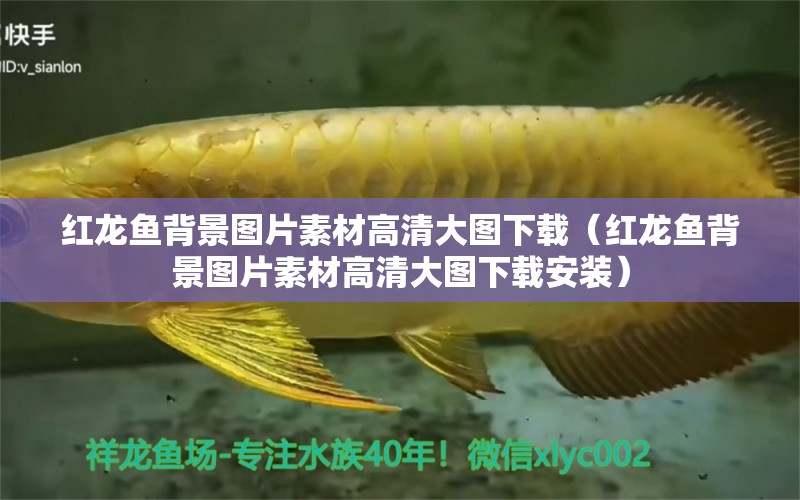 紅龍魚(yú)背景圖片素材高清大圖下載（紅龍魚(yú)背景圖片素材高清大圖下載安裝） 龍魚(yú)百科