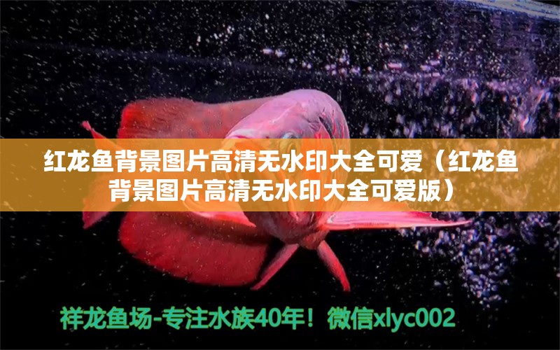 紅龍魚背景圖片高清無水印大全可愛（紅龍魚背景圖片高清無水印大全可愛版）