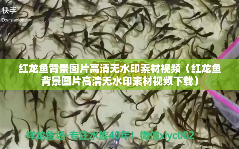 紅龍魚(yú)背景圖片高清無(wú)水印素材視頻（紅龍魚(yú)背景圖片高清無(wú)水印素材視頻下載） 龍魚(yú)百科