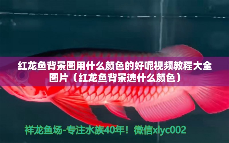 紅龍魚(yú)背景圖用什么顏色的好呢視頻教程大全圖片（紅龍魚(yú)背景選什么顏色）