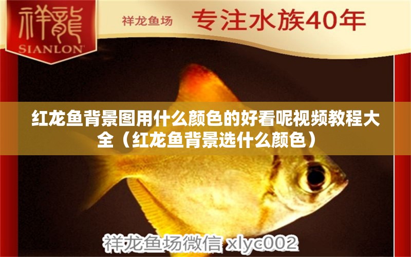 紅龍魚背景圖用什么顏色的好看呢視頻教程大全（紅龍魚背景選什么顏色）