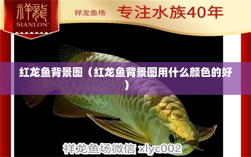 紅龍魚背景圖（紅龍魚背景圖用什么顏色的好） 印尼紅龍魚