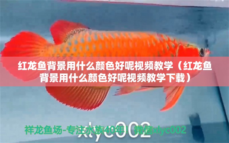 紅龍魚背景用什么顏色好呢視頻教學(xué)（紅龍魚背景用什么顏色好呢視頻教學(xué)下載）