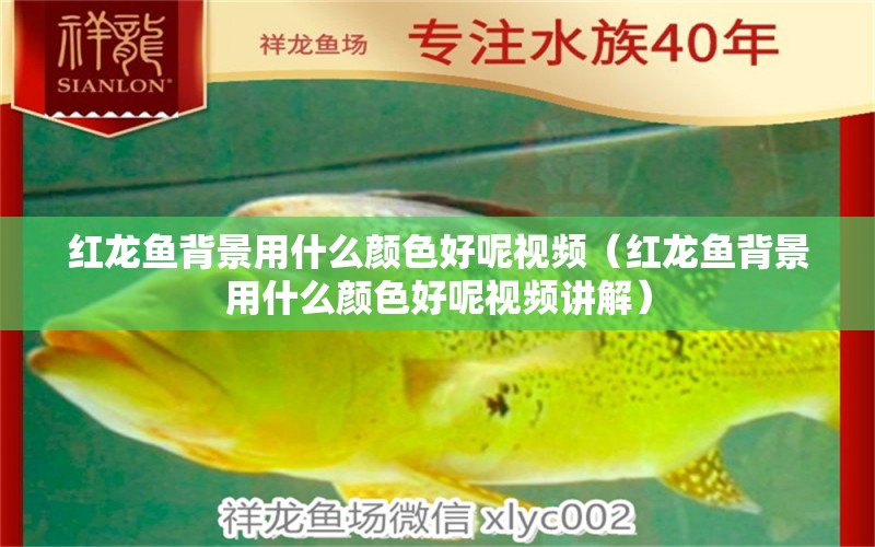 紅龍魚背景用什么顏色好呢視頻（紅龍魚背景用什么顏色好呢視頻講解）