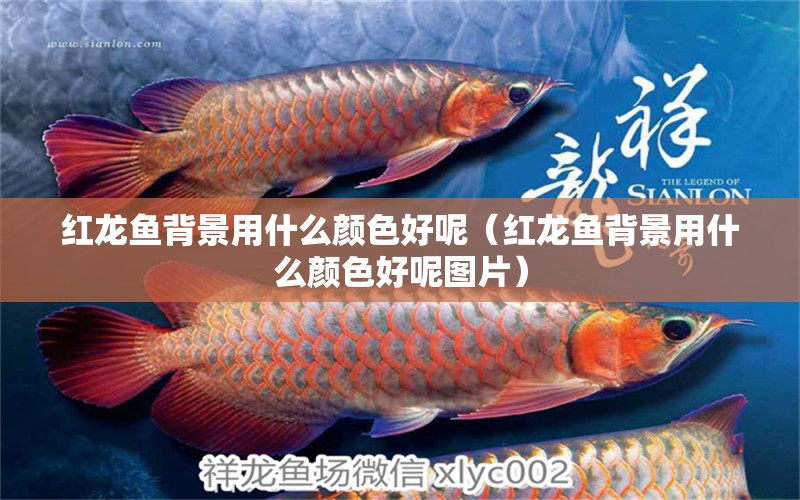 紅龍魚背景用什么顏色好呢（紅龍魚背景用什么顏色好呢圖片）