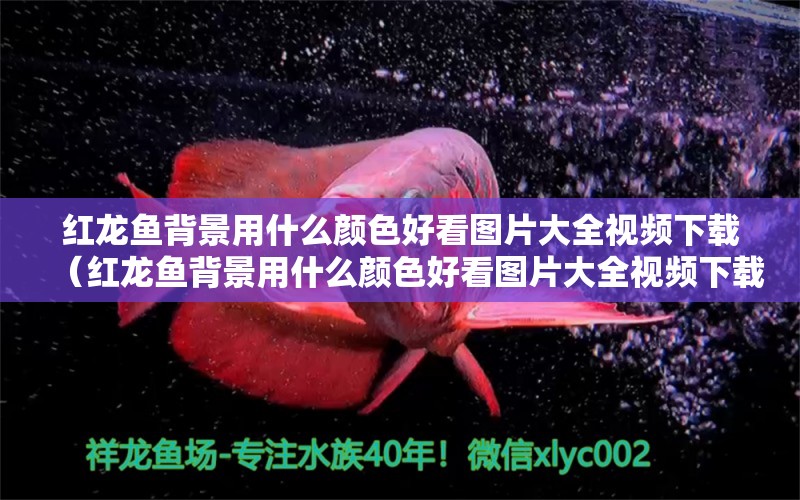 紅龍魚(yú)背景用什么顏色好看圖片大全視頻下載（紅龍魚(yú)背景用什么顏色好看圖片大全視頻下載）