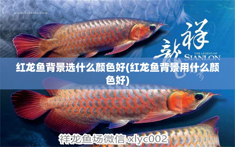 紅龍魚背景選什么顏色好(紅龍魚背景用什么顏色好) 球鯊魚