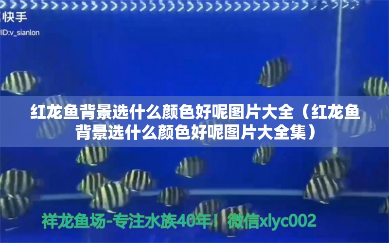 紅龍魚(yú)背景選什么顏色好呢圖片大全（紅龍魚(yú)背景選什么顏色好呢圖片大全集）