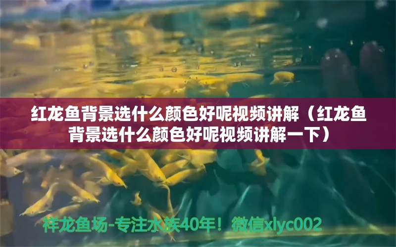 紅龍魚(yú)背景選什么顏色好呢視頻講解（紅龍魚(yú)背景選什么顏色好呢視頻講解一下）