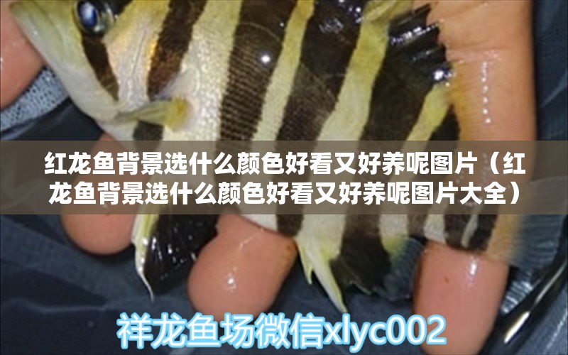 紅龍魚(yú)背景選什么顏色好看又好養(yǎng)呢圖片（紅龍魚(yú)背景選什么顏色好看又好養(yǎng)呢圖片大全）