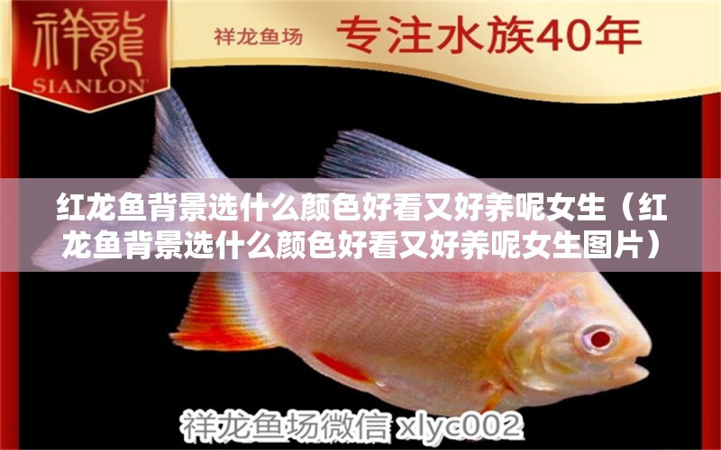 紅龍魚(yú)背景選什么顏色好看又好養(yǎng)呢女生（紅龍魚(yú)背景選什么顏色好看又好養(yǎng)呢女生圖片）